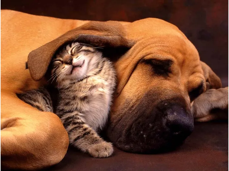 il prodotto non è tossico per il gatto
