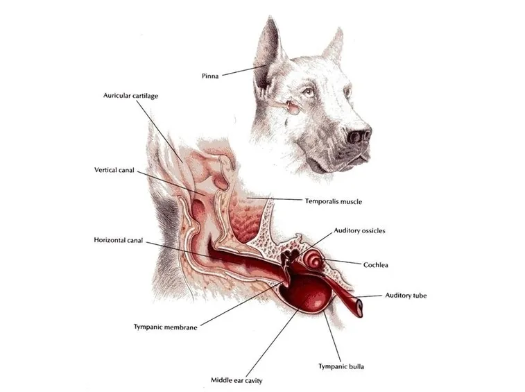 anatomia dell'orecchio del cane