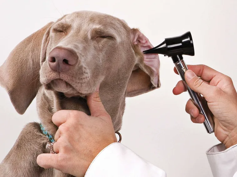 visita di controllo dal veterinario