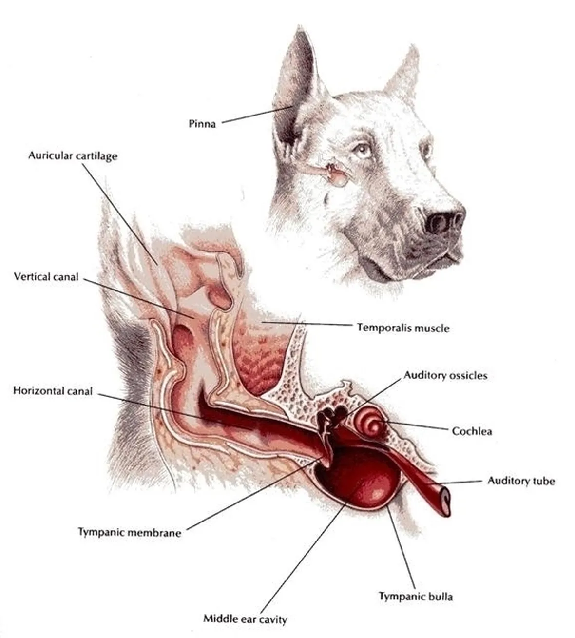 anatomia dell'orecchio del cane