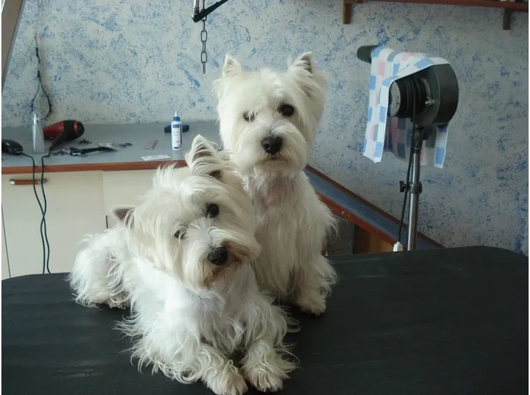 Cani in attesa della toelettatura
