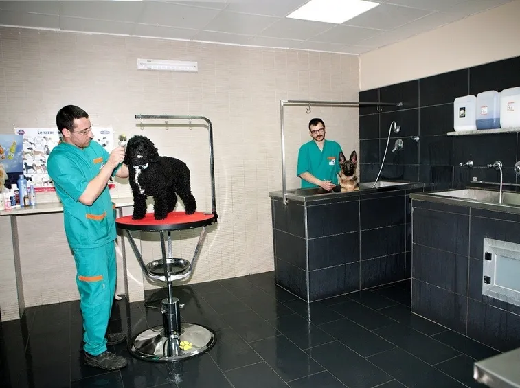 Seduta di toelettatura per cani