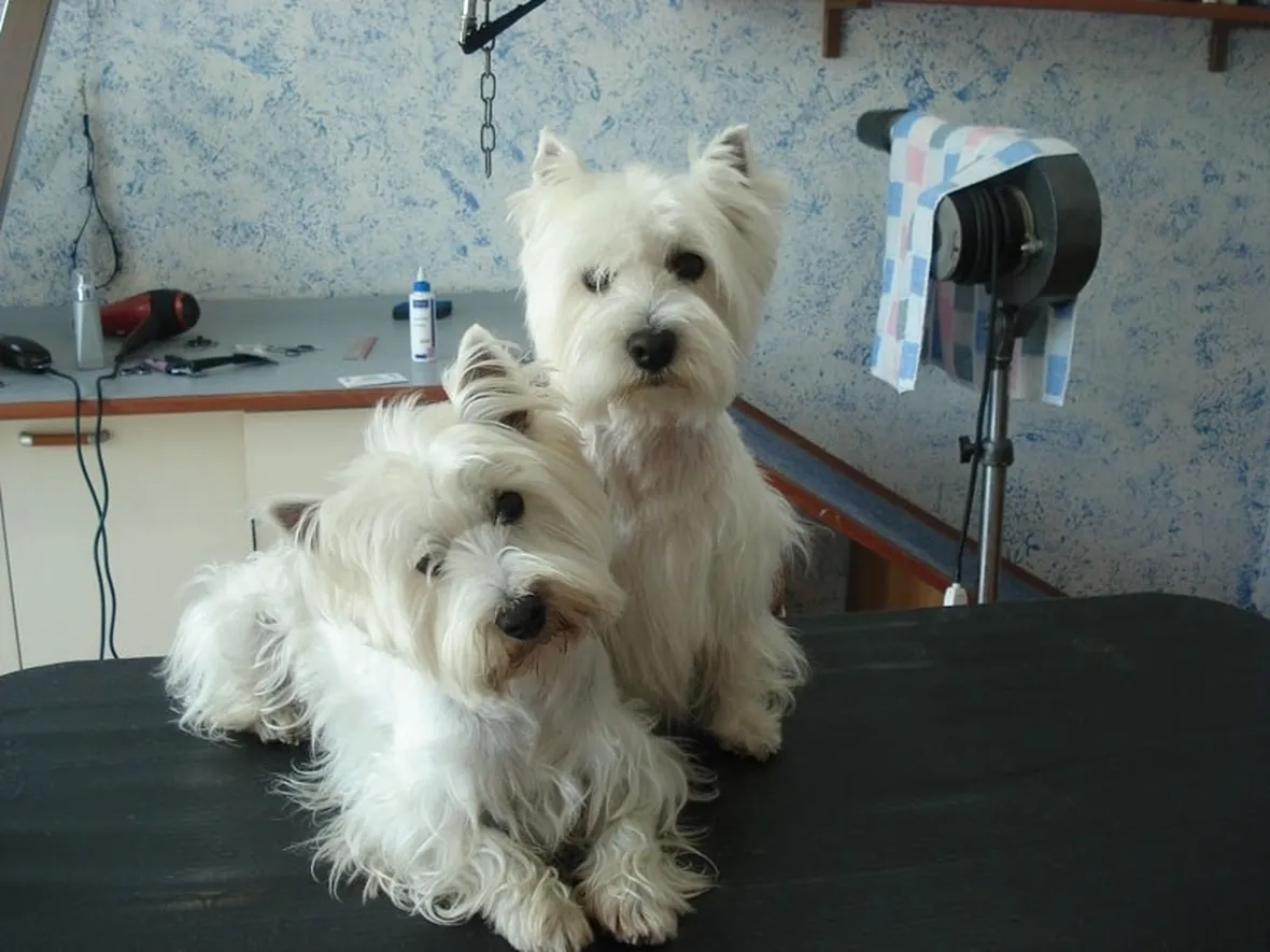Cani in attesa della toelettatura