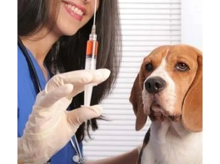 vaccino cani