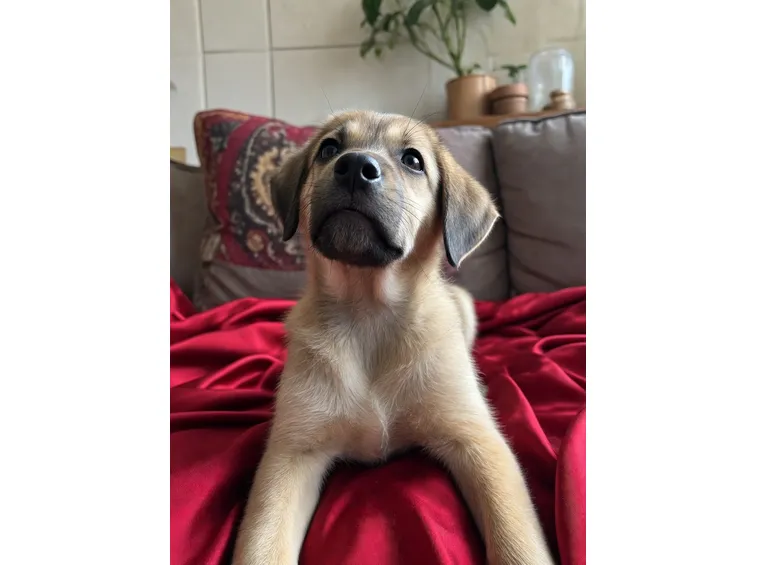 cucciolo meticcio