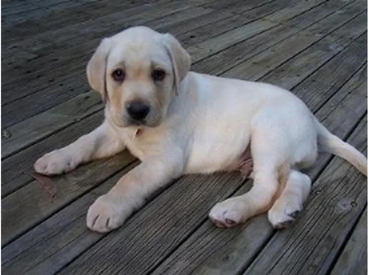 labrador