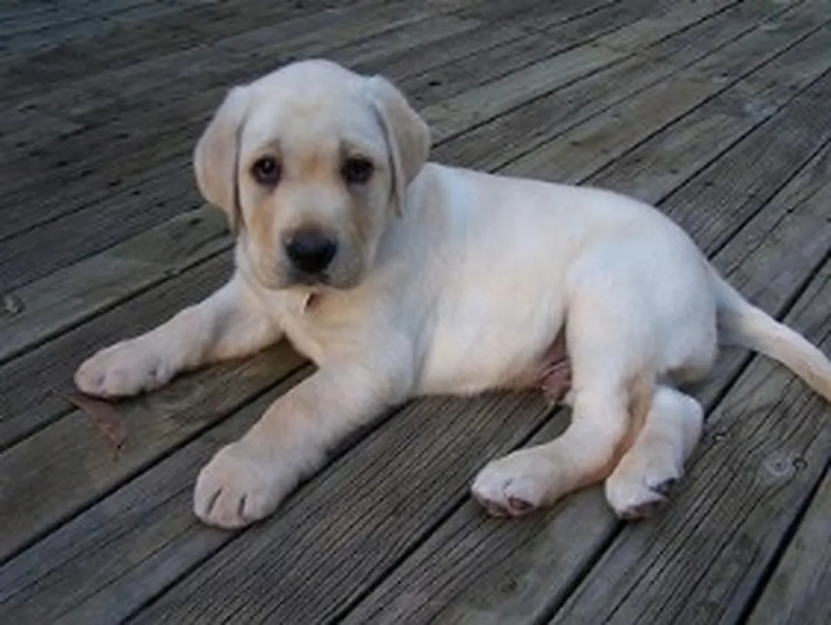 labrador