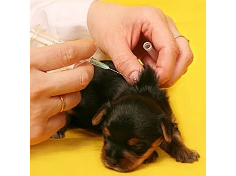vaccinazioni cane