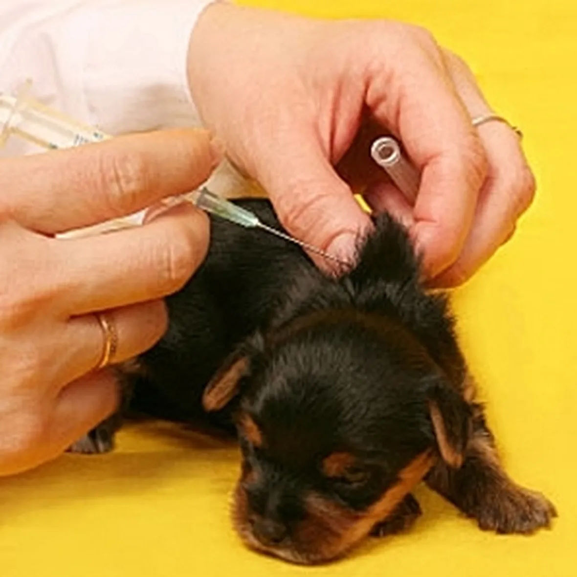 vaccinazioni cane