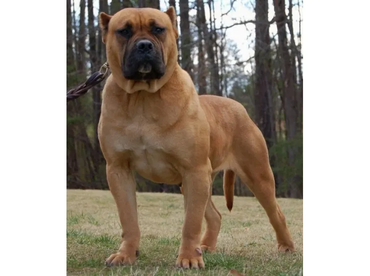 presa canario