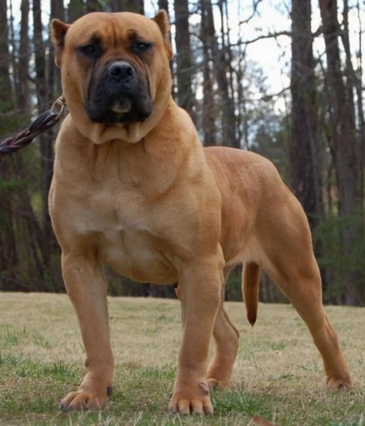 presa canario