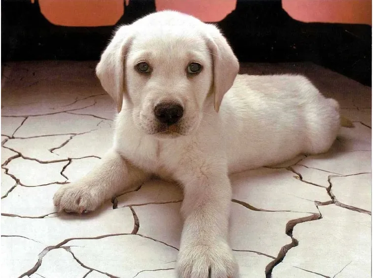 animale cani