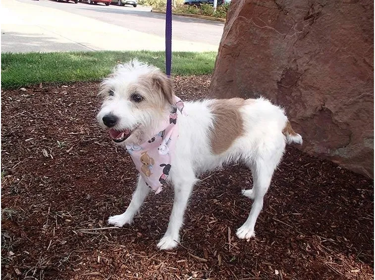 Gidget cagnolina scomparsa