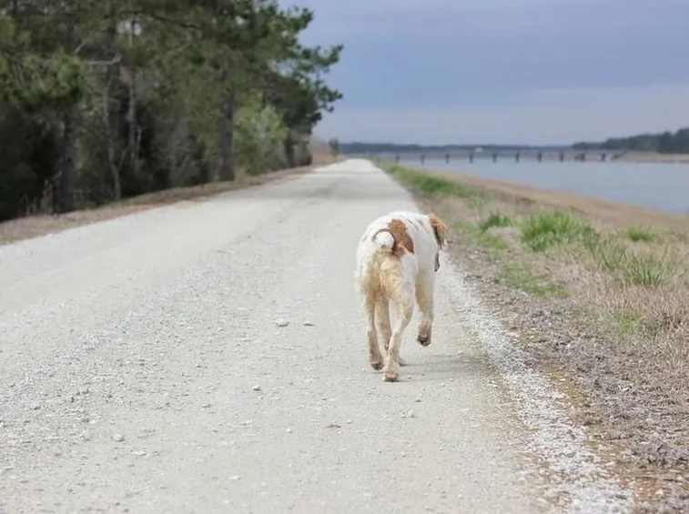 cane lungo la strada