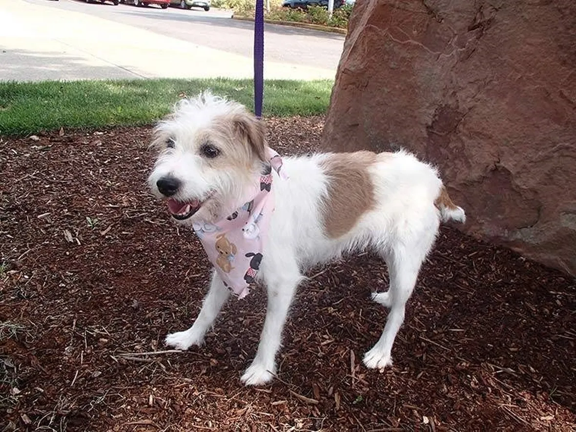Gidget cagnolina scomparsa