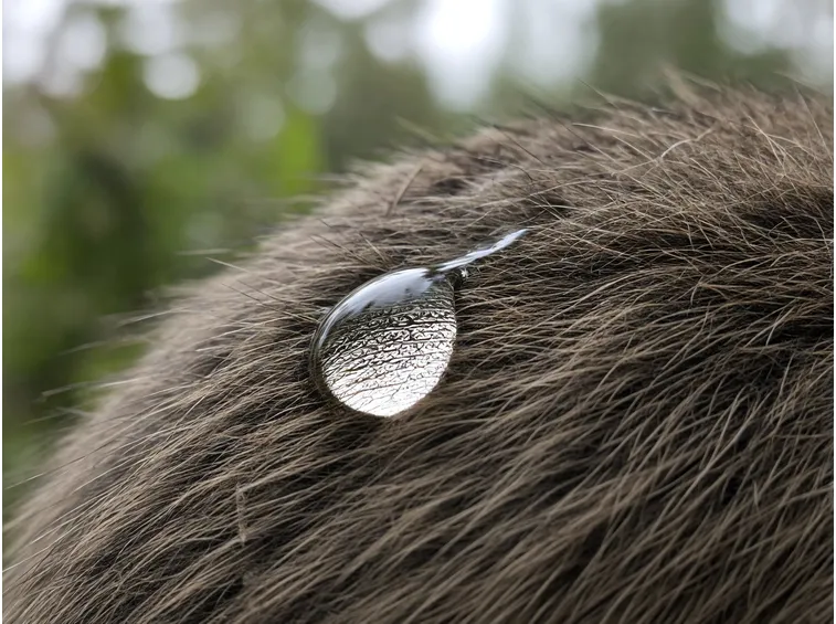 Perché il pelo umido sprigiona l'odore di cane bagnato