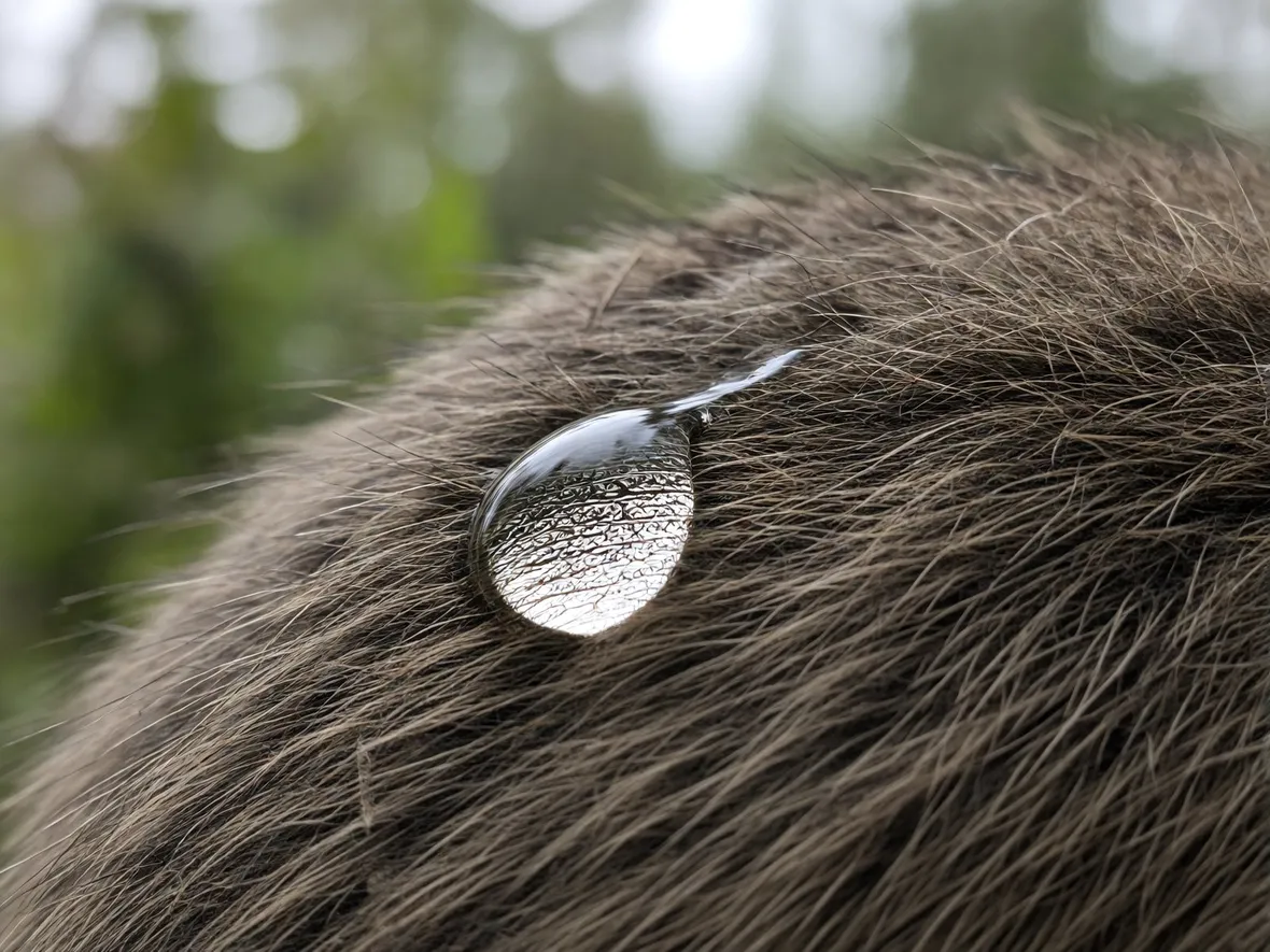 Perché il pelo umido sprigiona l'odore di cane bagnato