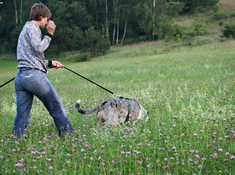 Cani da traccia