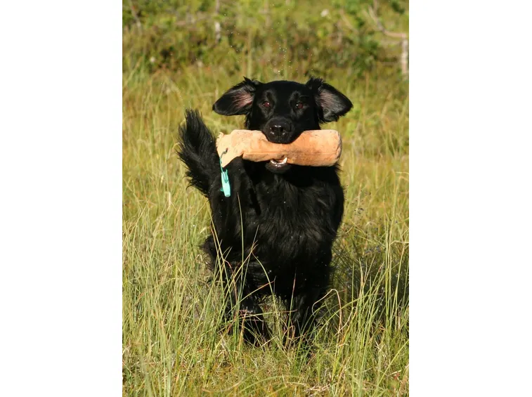 Cani da Riporto