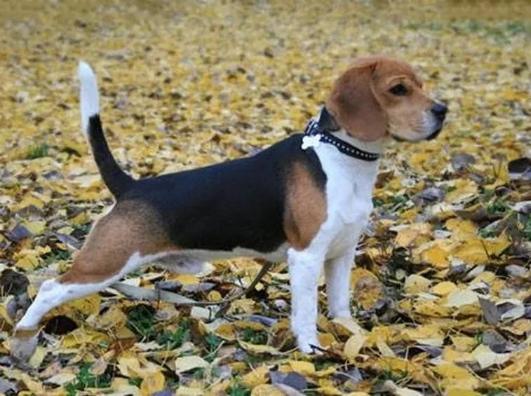 beagle