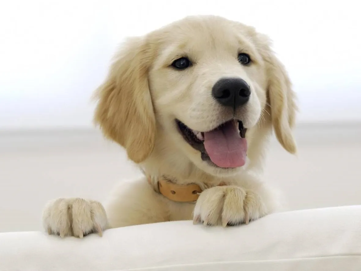 cani gratis