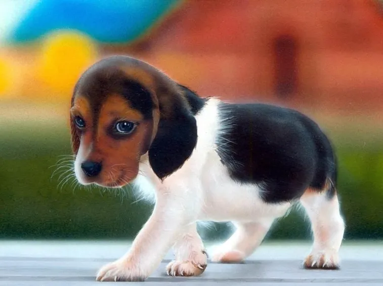 beagle