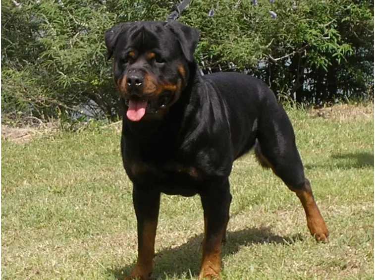 Rotweiler