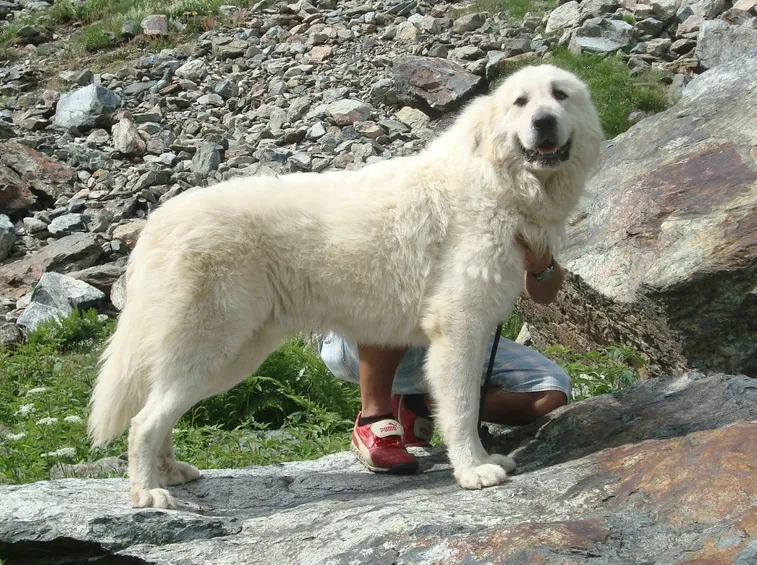 Cane dei Pirenei