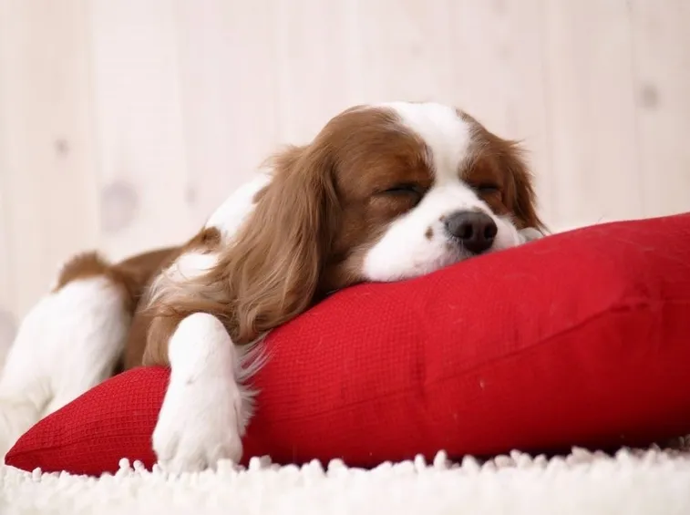 cagnolino
