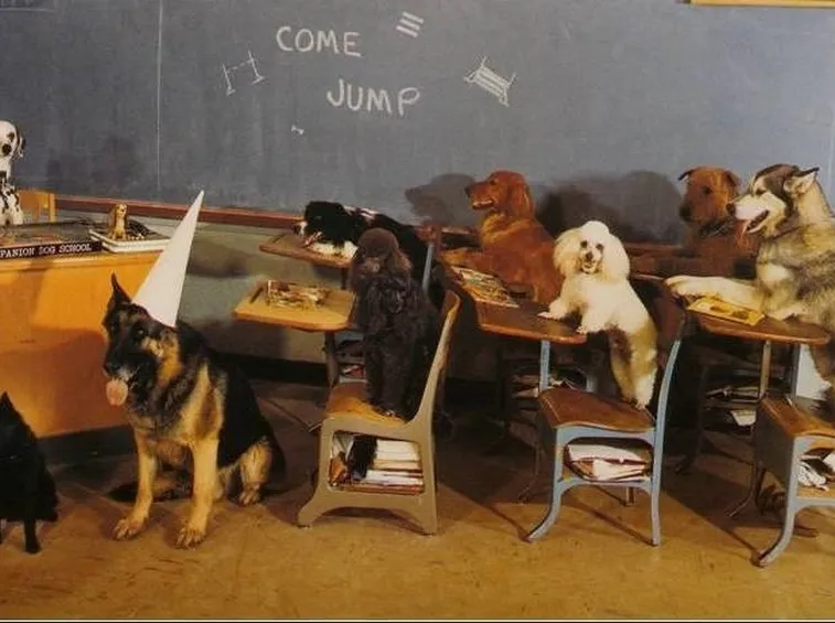 classe di cani