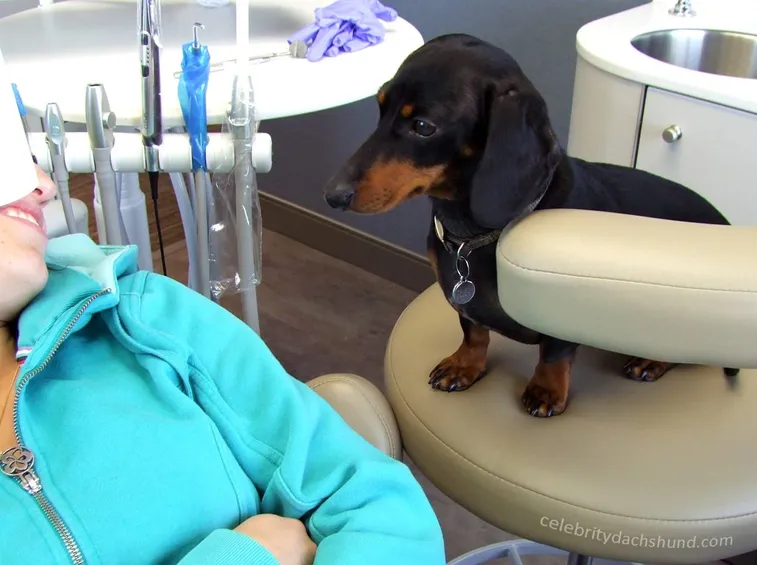 il cane dal dentista