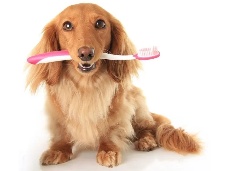 il cane dentista
