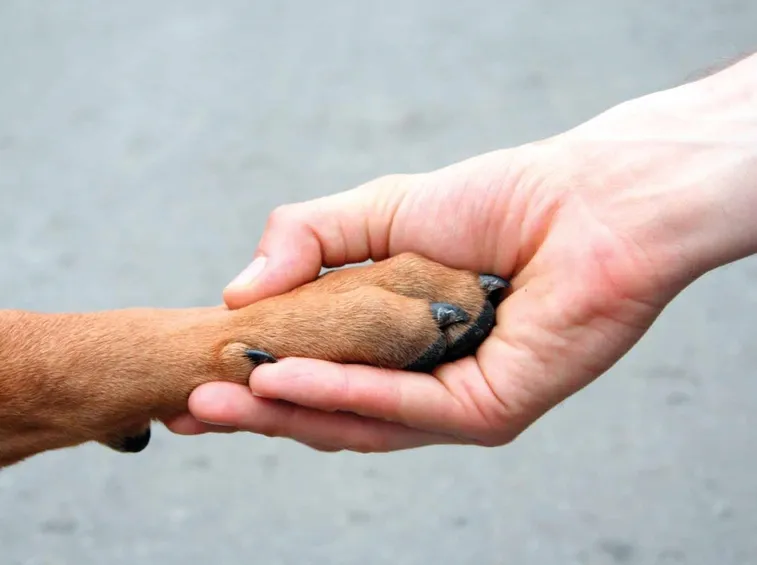 cane amico dell'uomo