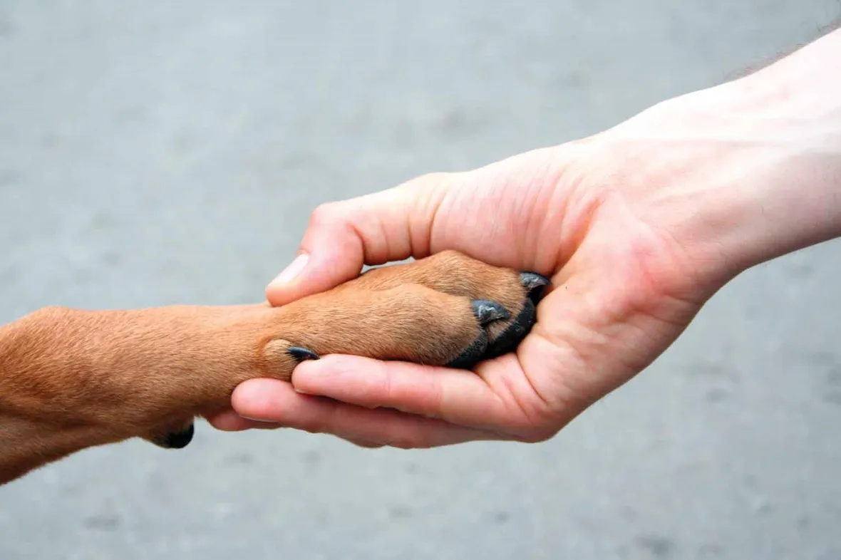 cane amico dell'uomo