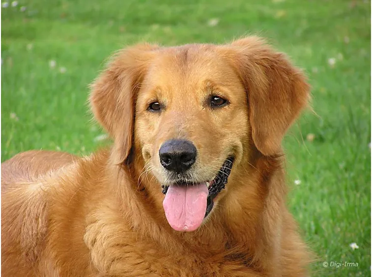 foto cani