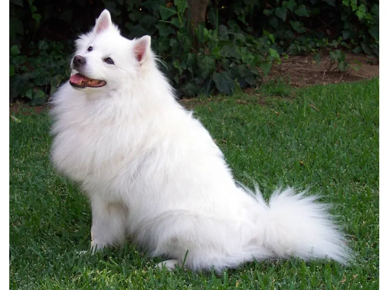 foto cani