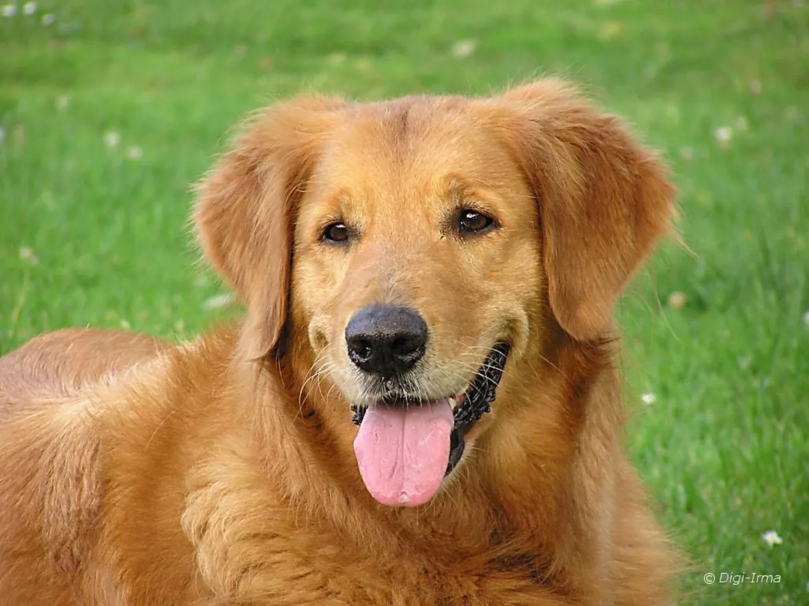 foto cani