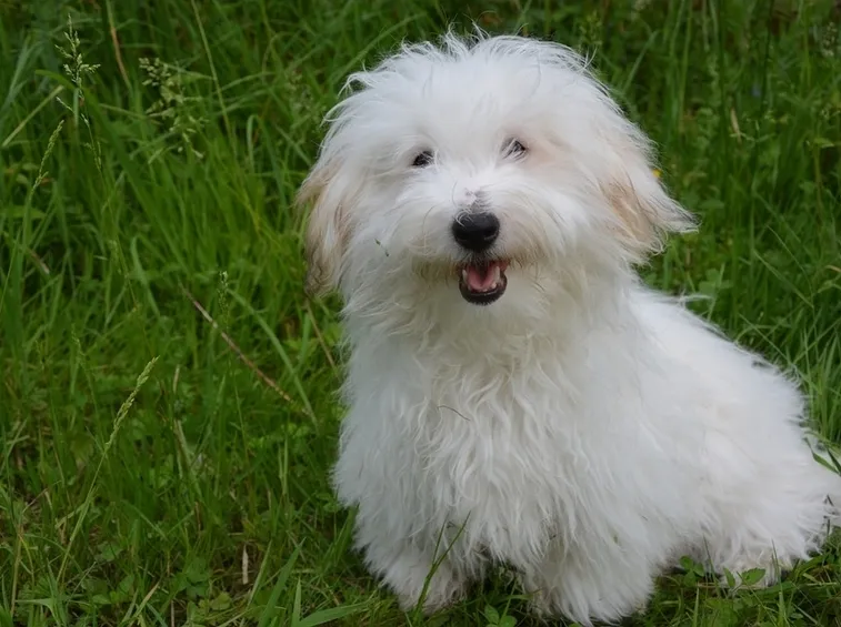 Coton de Tuléar