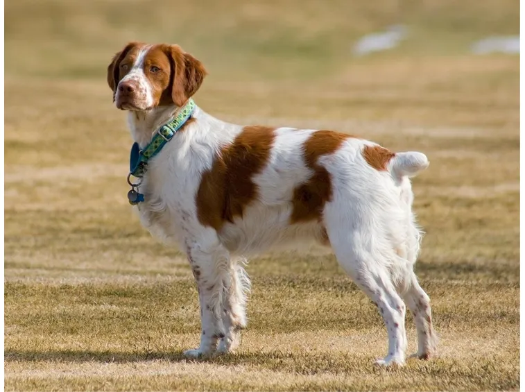 CANE BRETON