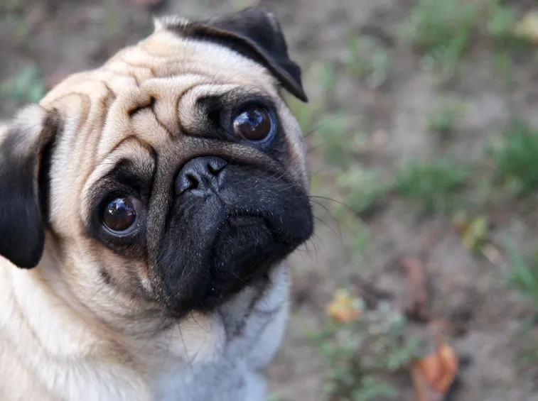carlino