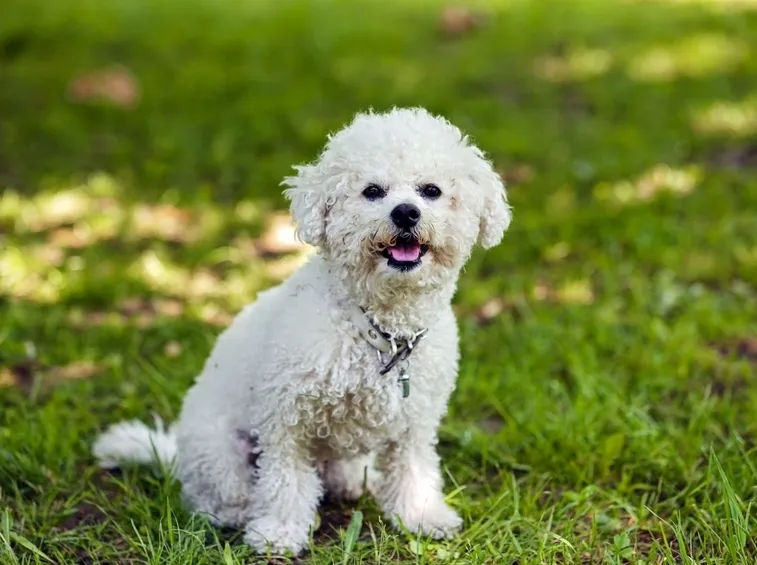maltese