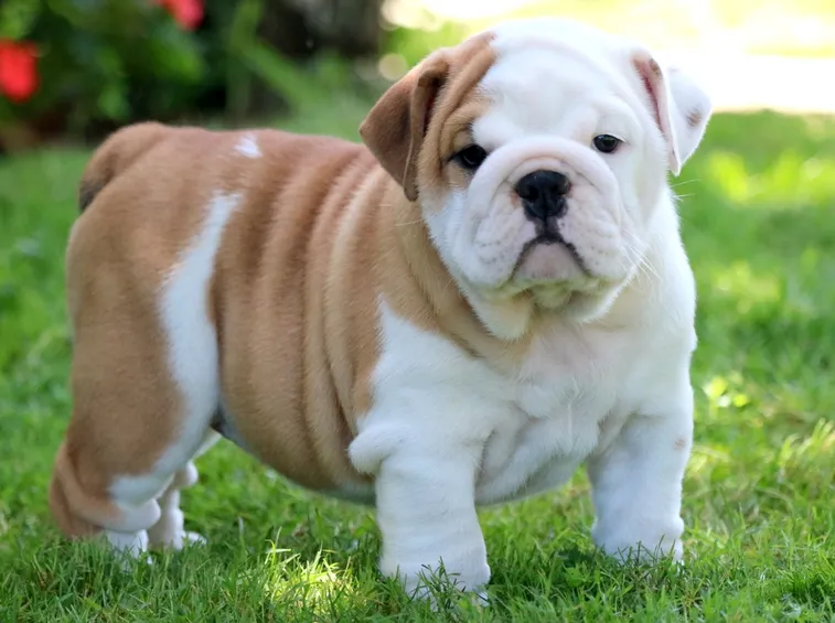 bulldog inglese