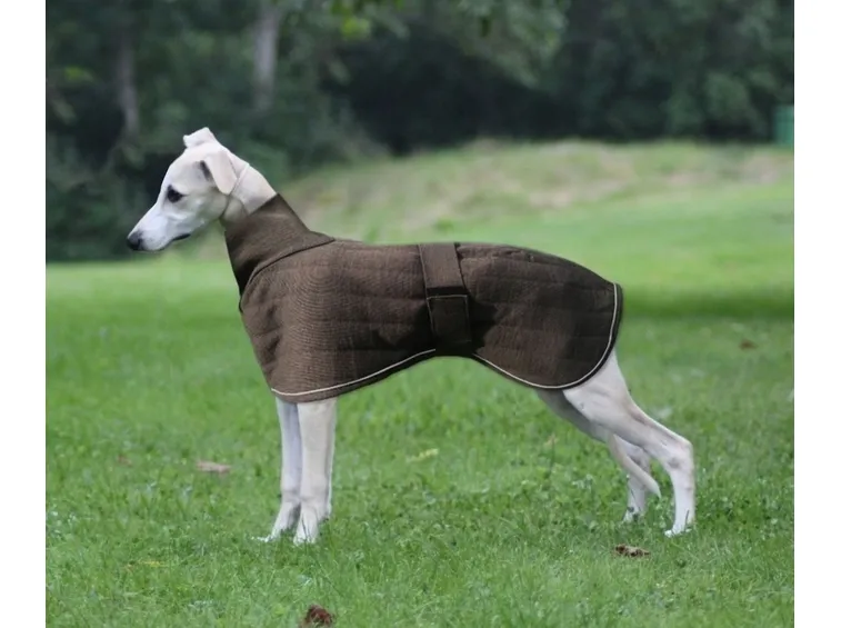 whippet