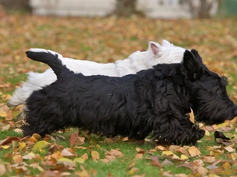 scottish terrier
