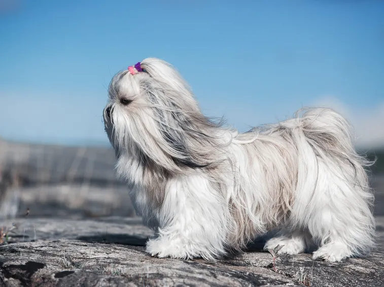Shih Tzu