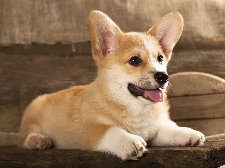 welsh corgi