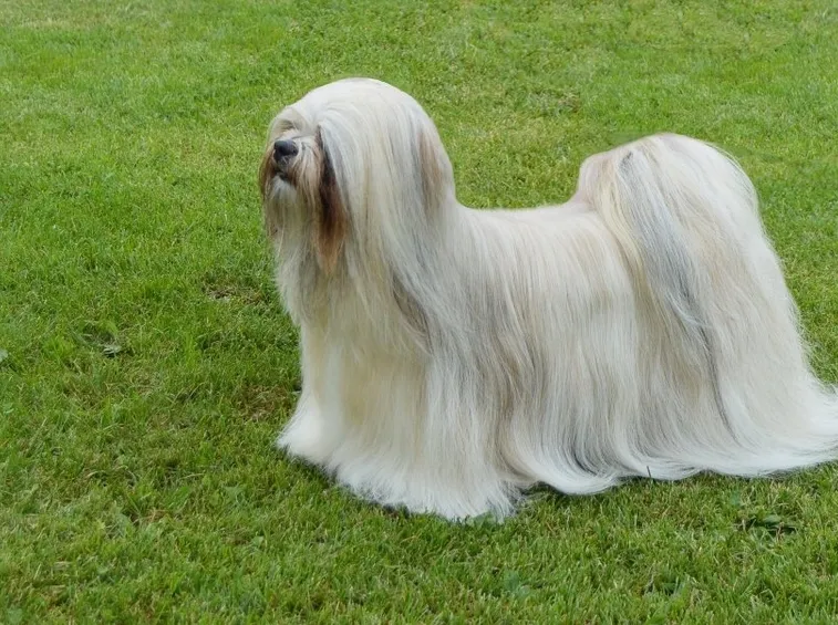 Lhasa Apso