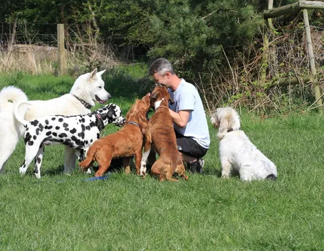 cani da compagnia