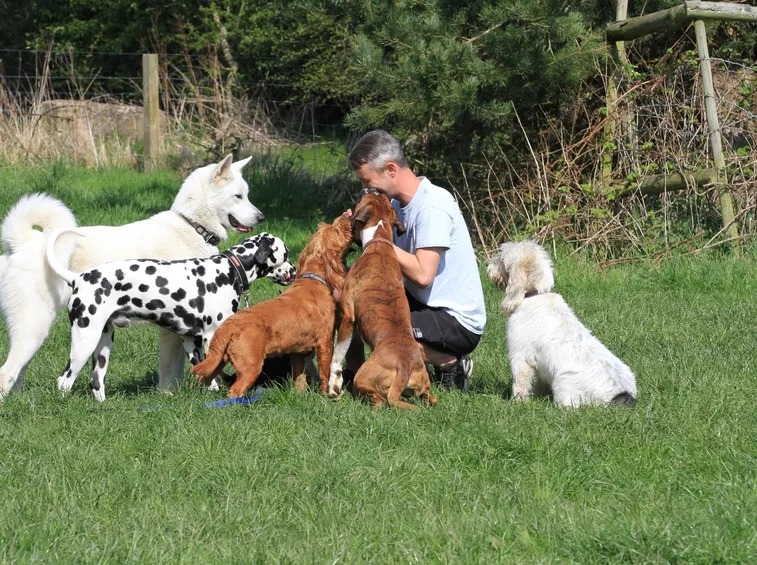 cani da compagnia
