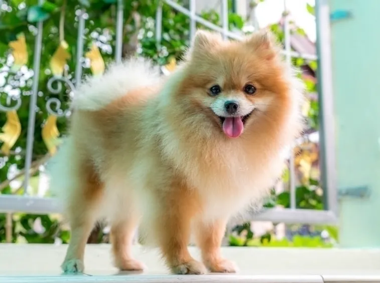 spitz nano